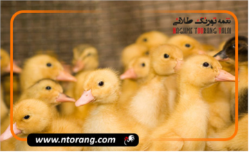 نکات ضروری برای نگهداری از جوجه‌ اردک‌های بالغ: چگونه آن‌ها را سالم نگه داریم؟
